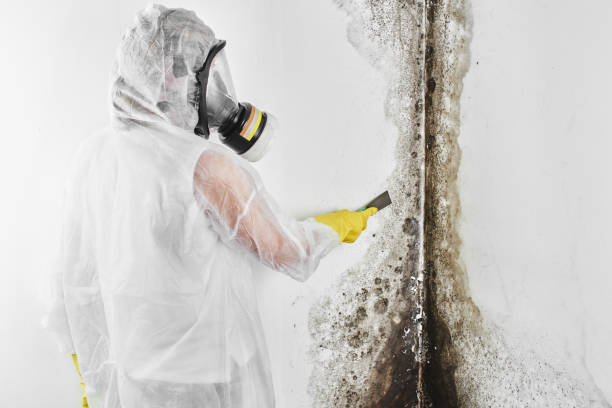 Best Mold Removal and Inspection  in Altus, OK