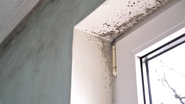 Best Mold Cleaning Services  in Altus, OK