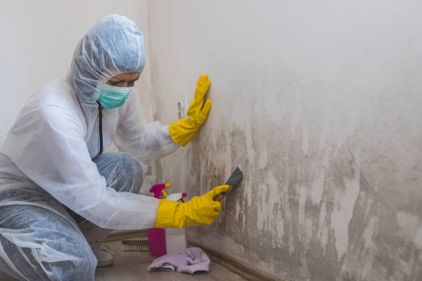 Best Mold Damage Repair  in Altus, OK