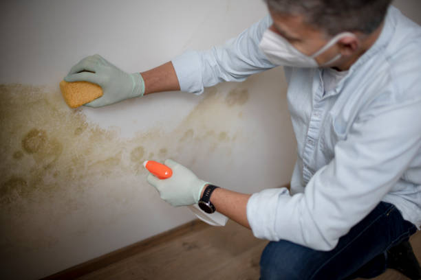 Best Certified Mold Removal  in Altus, OK