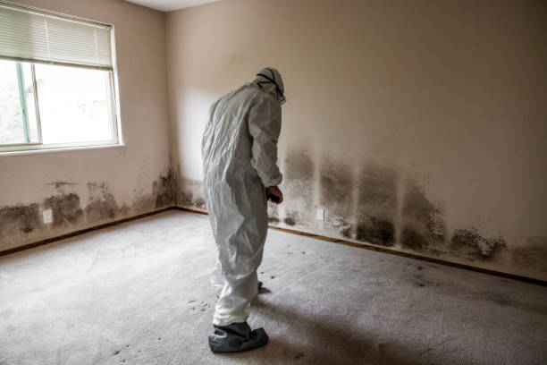 Best Fast Mold Removal  in Altus, OK